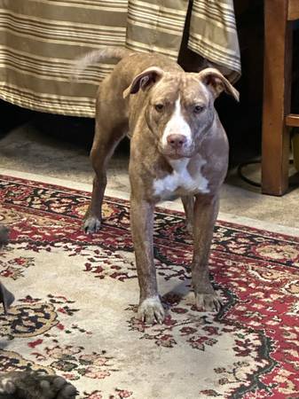Rehoming Sharpei pit bull mix63943426950786120