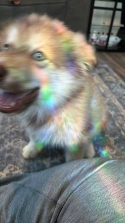 Cujo needs a new home (Bremerton)64192094491394120