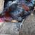 Black copper maran roosters 3 thumbnail