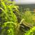 Aquarium plants 3 thumbnail