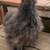 Silkie satin hens and pullets 4 thumbnail