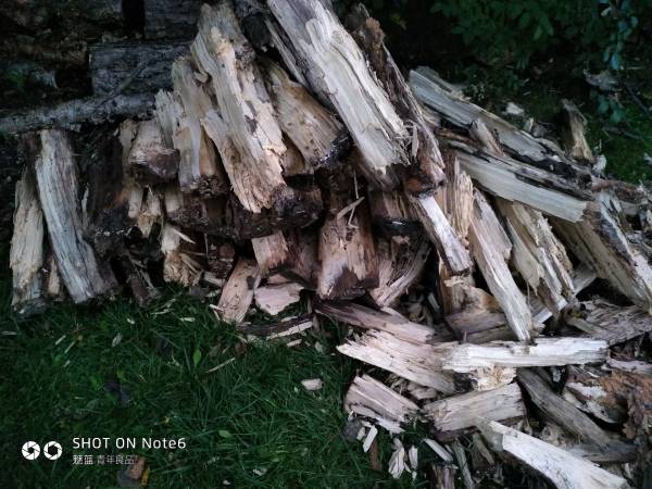 free firewood 1