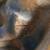 Big Sky Carvers Wood Purdy Dog 7 thumbnail
