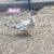 Unique Pure Muscovy Ducks! 1 thumbnail