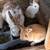 Easter  Bunnies 1 thumbnail
