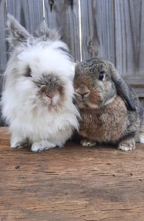 Bonded pair of bunnies available!64015834737921120
