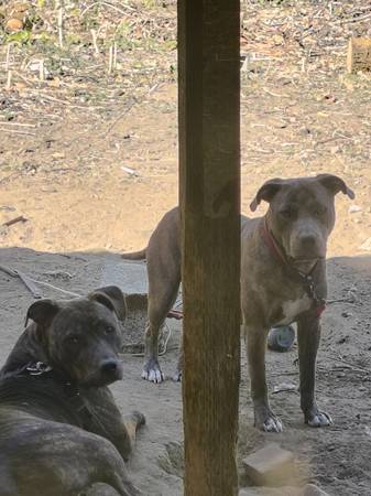 Pups 2 chicas (N. Renton)63942501443587120