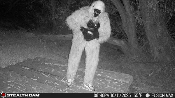 Gorilla Suit for Halloween 1