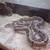Ball Python 4 thumbnail