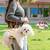 PET - THREE-IN-ONE DOG/CAT CARRY HARNESS 1 thumbnail