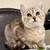 Kitten Kittens Scottish Fold 2 thumbnail