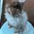 Fuzzy Netherland Dwarf Bunny 4 thumbnail