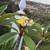 Plumeria Trees 7 thumbnail