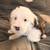 Old English Sheepdog Puppies 2 thumbnail