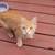 Kittens Need Furever Home 2 thumbnail
