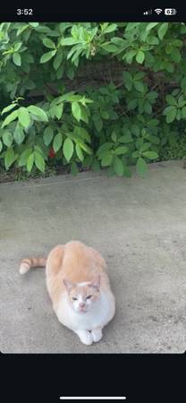 Flame Point Siamese Cat 1