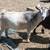 ADGA Nigerian Dwarf Does 2 thumbnail