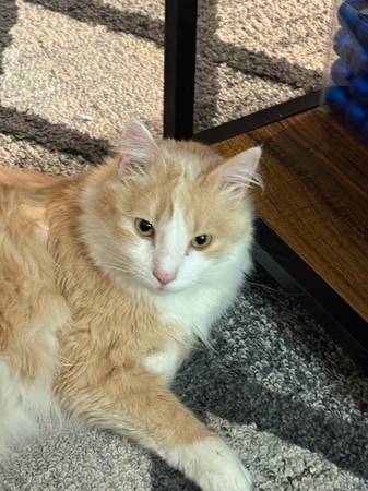 Gato Perdido - Macho de Pelo Largo Doméstico Marrón y Blanco (Ventura)63686091090049121