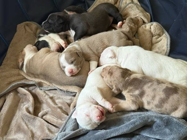 Cachorros pocket bully en adopción (Visalia)63873027386113121