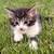 Kittens ragdool mix 5 thumbnail