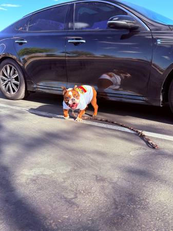 Cachorro de bulldog inglés micro (Las Vegas NV)63907184992898120