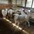 sheep 1 thumbnail