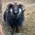 Icelandic Sheep 1 thumbnail