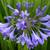 Potted About to Bloom Blue Agapanthus 1 thumbnail