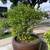 kumquat Tree For Sale - Can Ban Cay Tac Tron Goc To 4 thumbnail