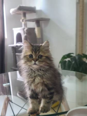 Bonito gatito perrssaaa 3 meses 1