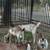 Nubian goats 9 thumbnail