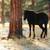 Horse Boarding at historic mountain Ranch 13 thumbnail