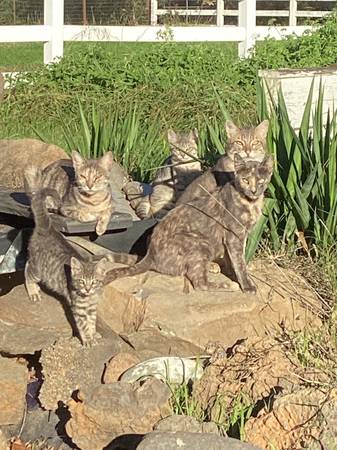 Free - Nicest Barn Cats Around 1