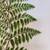 LARGE ORIGINAL WATERCOLOR PAINTING OF FERN 3 thumbnail