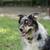 Border Collie Austrailian Shepards (Border Aussie) 6 thumbnail