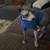 Sphynx kitten 5 thumbnail