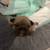 Frenchie pups 7 thumbnail