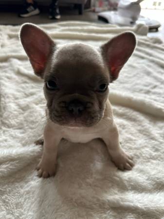 Male french bulldog puppy (Pico Rivera)63865302056065122