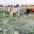 Group of 6 NICE Bred Cows 4 thumbnail