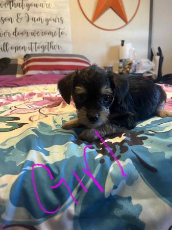 Maltese chihuahua mixed puppies (Crandall)63937540066179120