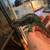 Panther Chameleon( Male) 2 thumbnail