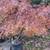 Japanese Maple, plus fruit and shade trees 2 thumbnail