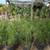 PLANTS PLANTS PLANTS PLANTS 7 thumbnail