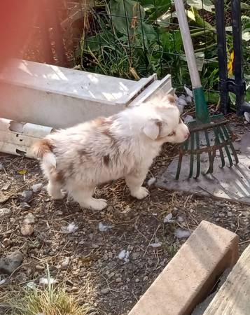 Australian shepherd (Box Elder)63667796295553121