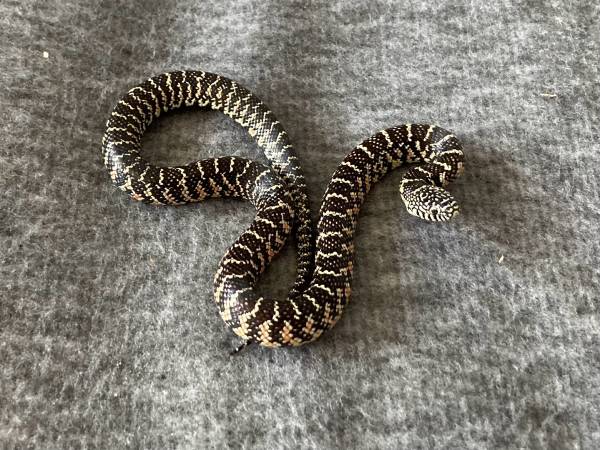 Baby Brooks Kingsnakes 1