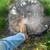 Affordable Stump Grinding Services 1 thumbnail