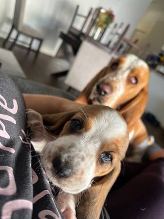 Adopt basset hound 1