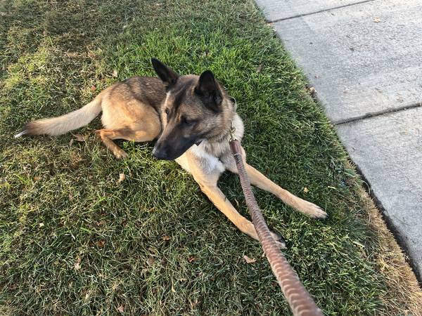 Rehoming My Dog: A Playful, Loyal Shepherd (dublin / pleasanton / livermore)63934209890434120