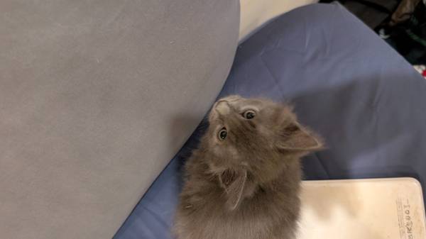 Kittens for rehoming63795938702083124