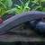 Freshwater Fire Eel 4 thumbnail